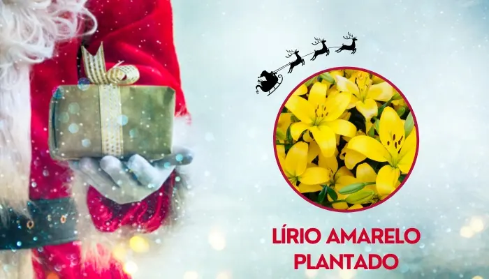 Lírio amarelo plantado