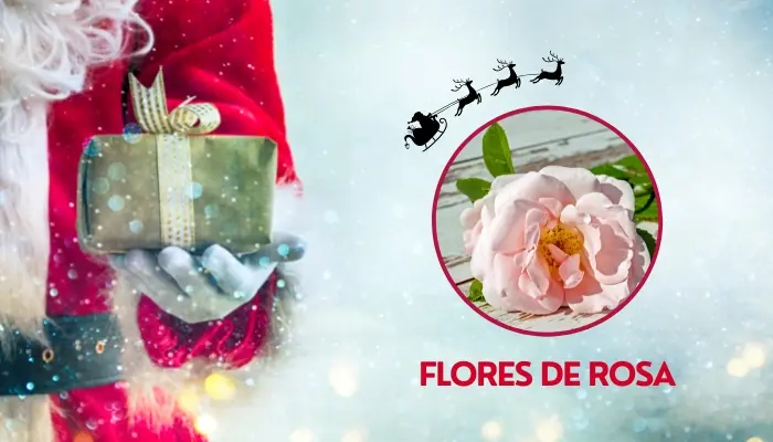 Flores de rosa