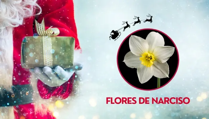 Flores de Narciso