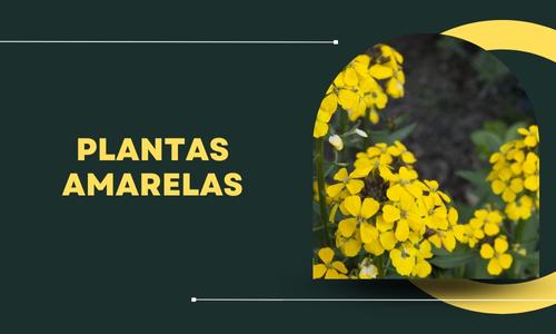 Plantas Amarelas