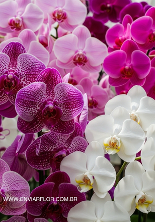 Variedades de orquídeas brasileiras para entrega de flores online mostrando a beleza natural do local