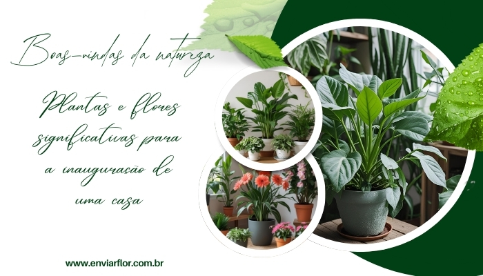 Boas-vindas da natureza: plantas e flores significativas para a inauguração de uma casa